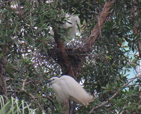 A couple of white birds in a tree

AI-generated content may be incorrect.