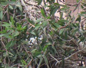 A close up of a tree

AI-generated content may be incorrect.