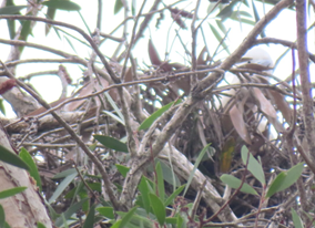 A close up of a tree branch

AI-generated content may be incorrect.