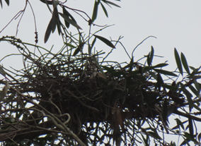 A bird nest on a tree

AI-generated content may be incorrect.